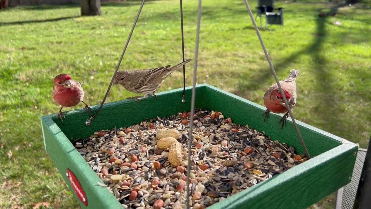 Green Soft Food for All Parrots in Winter | Nexus Birds Vlog