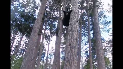 Bears climb trees fast for a reason