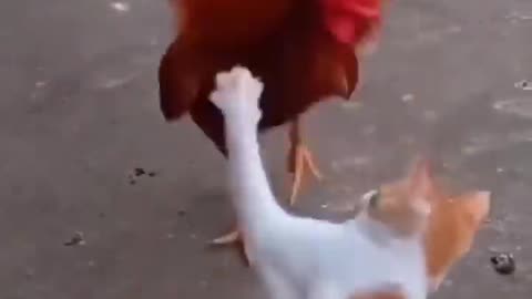 Chiken vs cat fight funny 🤣🤣🤣 fight