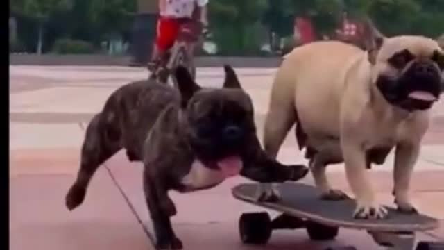 funny dog #short video