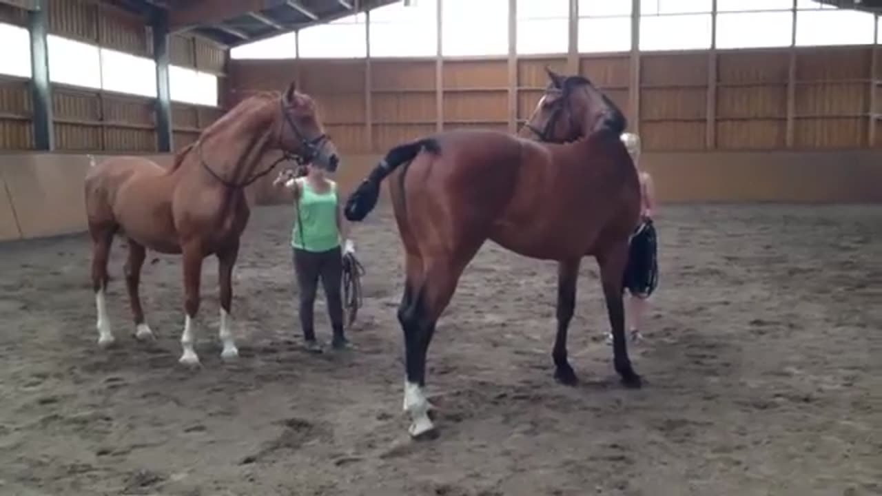 Horses crossing video #horse #meeting #crossing