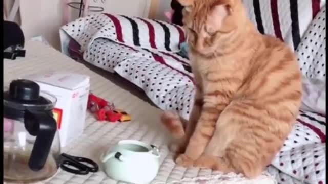 The cat is funny moments, so funny! Cute pet funny videos!