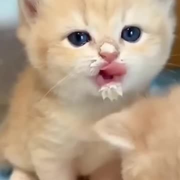 Cute and funny cat 💓