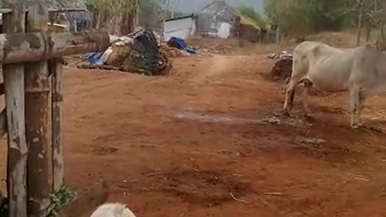 peacock dancing