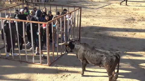 Amazing Spanish Bull Strength