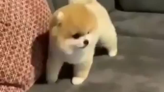 This cute puppy is having fun with its owner, it's not the best