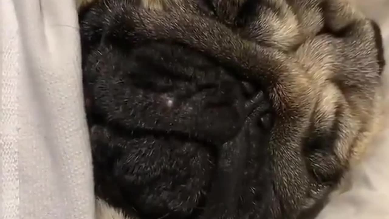 Funny dog On Sleeping Mode