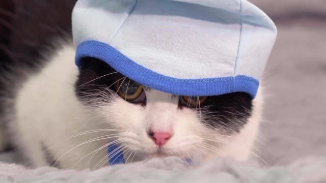 cat looking shy while on Gray Bed