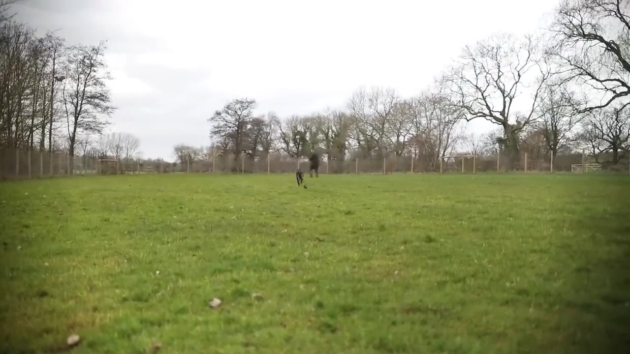 Training your dog should be a priority, giving your dog rules and boundaries /Indian