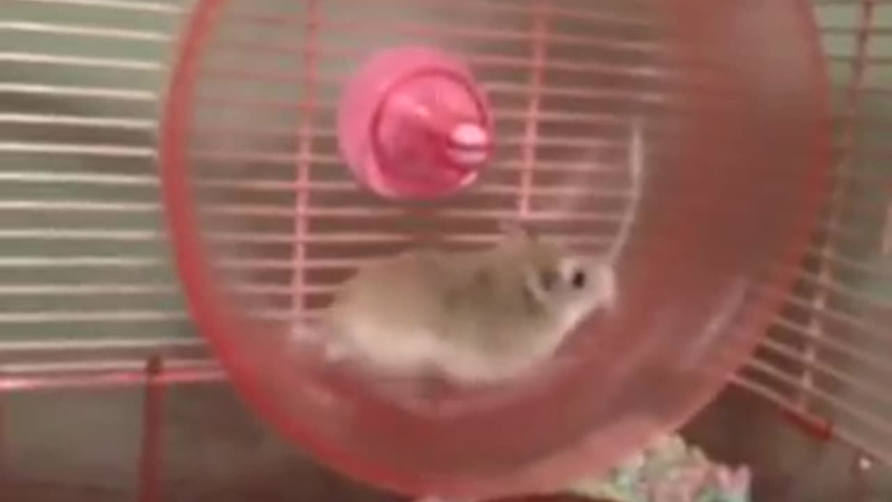 Quick Video of Hamster Wheel Mishap~ Hamster Goes Flying