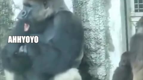 Funny Gorilla Dad x Gorilla Son ''Shut up Dad''