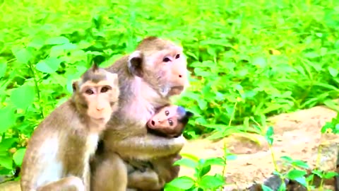 Mom mommy ! tiny baby hungry milk and crying scream loudly Why mom leaving baby?