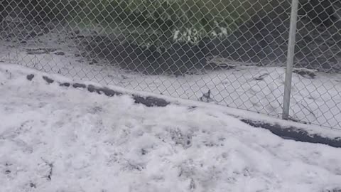 Dogs playing in the snow