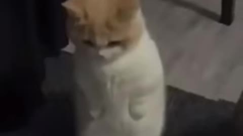 funny cat video 🤣