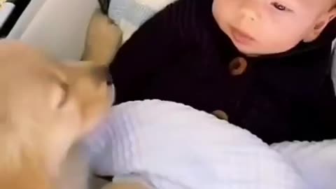 Cute Relationship Between Human Child and Puppy