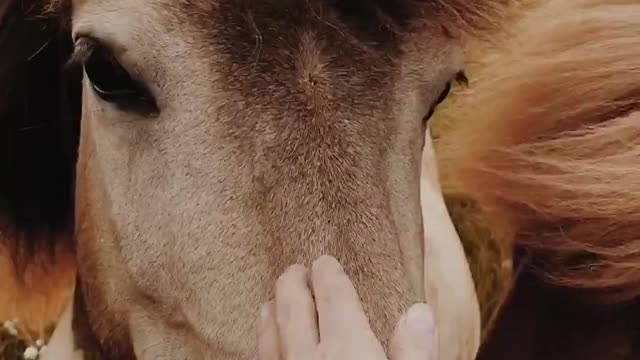 Horse Eating - Nature Calling
