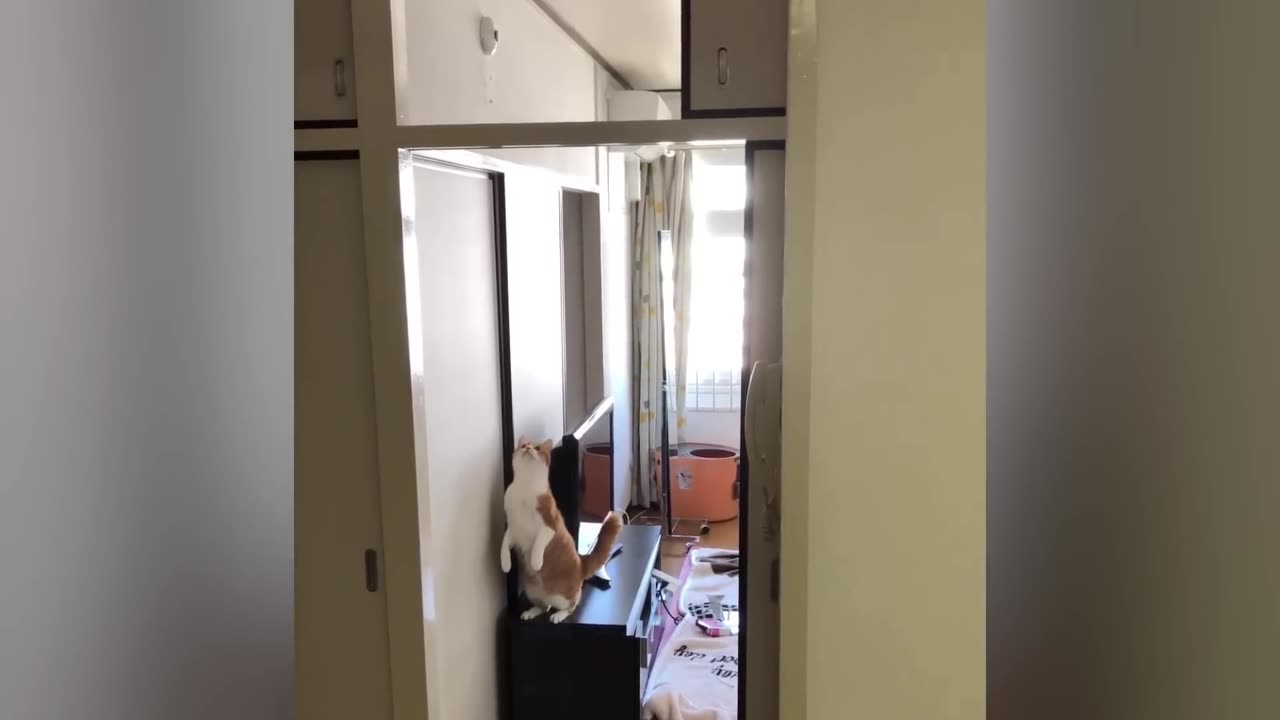 Best Funniest Cats 😹 - Don't try to hold back Laughter 😂 Funny Cats 2023