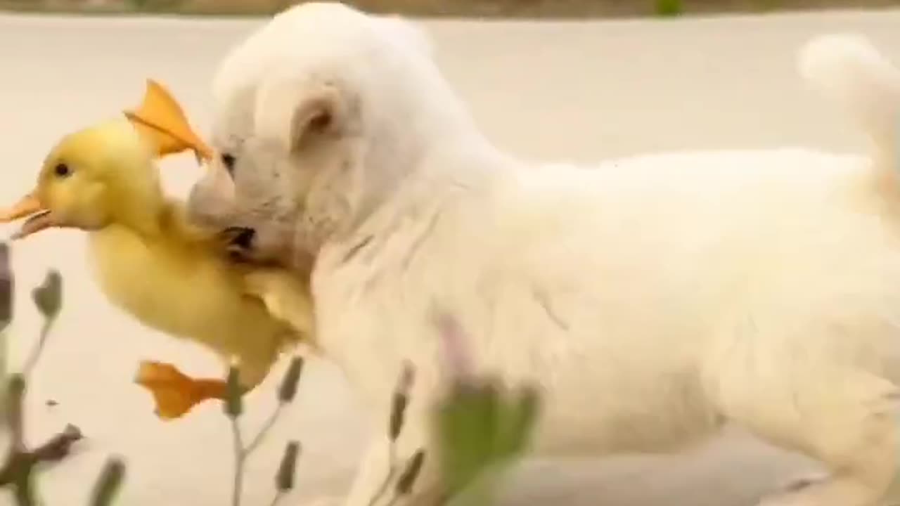 Cute dog and duck play with us 🥰