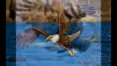 GOLDEN Eagle attacks and catches fish