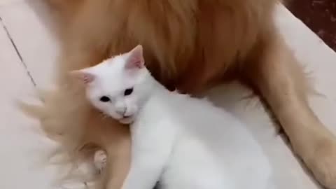 Cute Friendship Dog & Cat