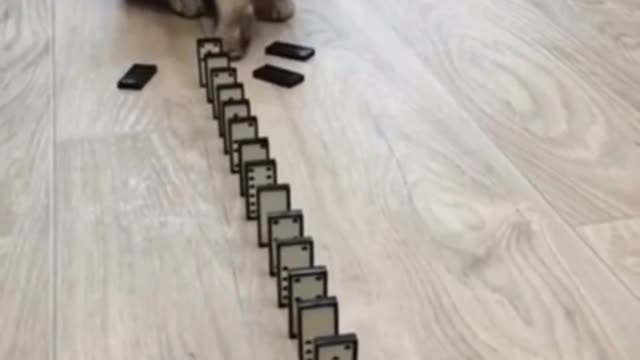 Cat Confused at Dominoes Falling