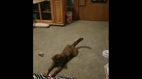 Cat vs lazer light💡 animal funny video🎥