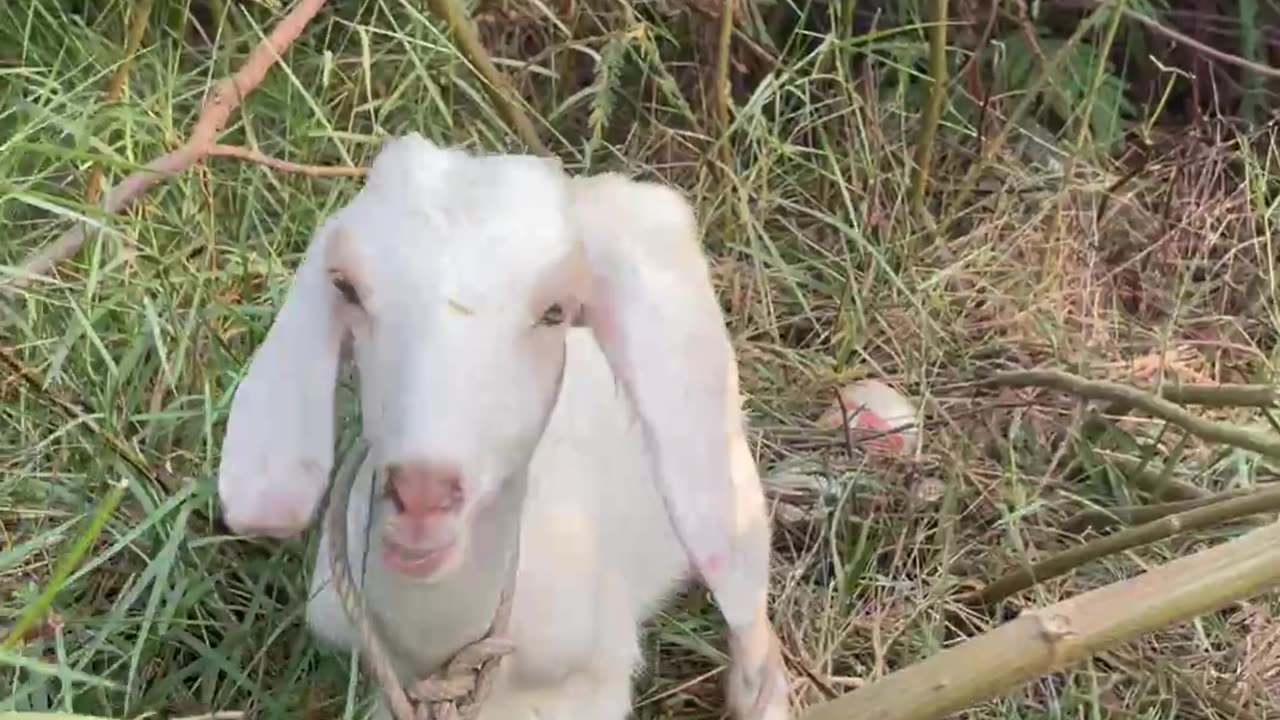 so be love Goat, cute goat18