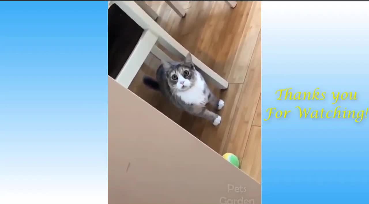 Funny and Cute Cat's Life 🐈🐈⬛🐱 cats and owners are the best friends videos