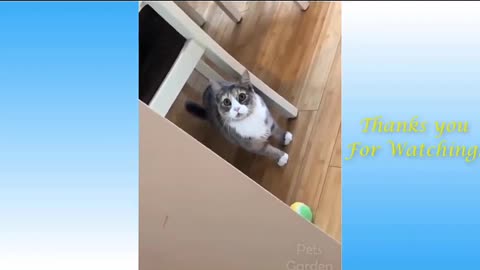 Funny and Cute Cat's Life 🐈🐈‍⬛🐱 cats and owners are the best friends videos