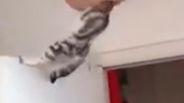 Cute&funny cats video in 2021