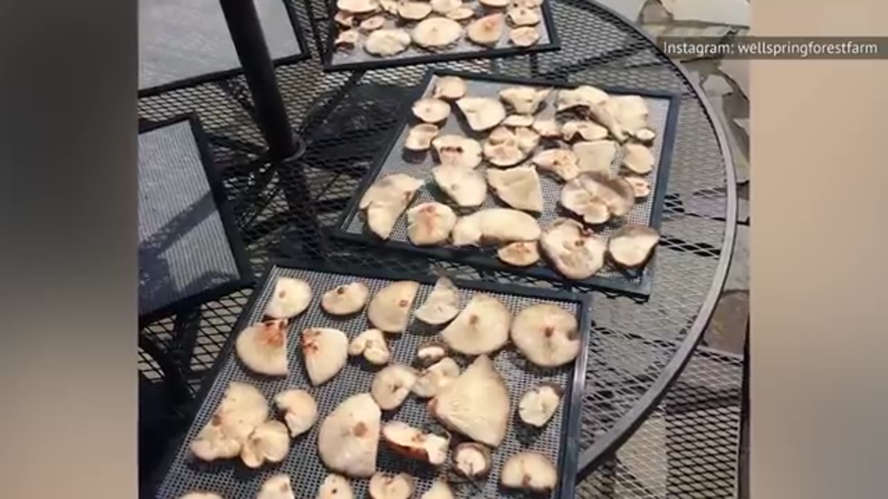 The Biggest Mistakes Everyone Makes When Cooking Mushrooms