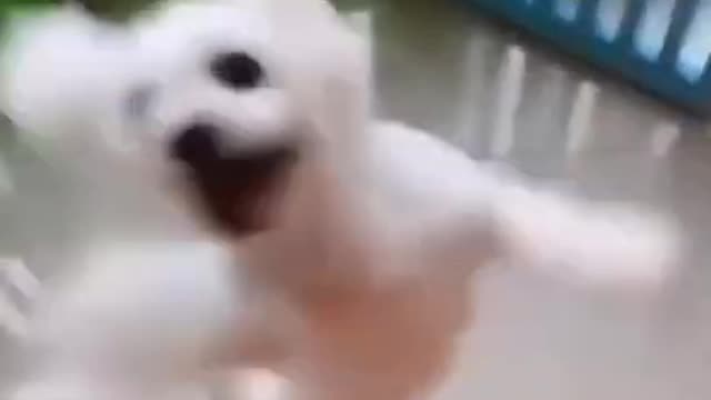 BD You will laugh at all the DOGS 🤣 Funny DOG Videos 😂🐶▶02 #shorts