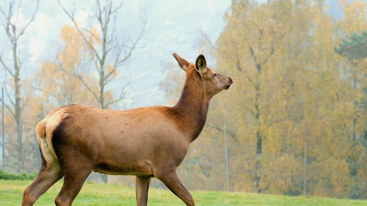 Deer Wapiti Female free stock video