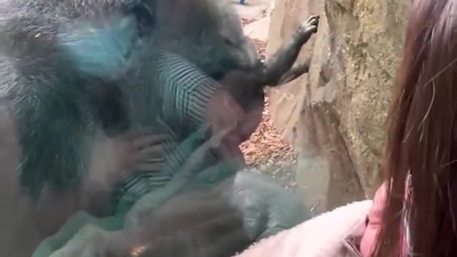 Mother shares a unique maternal bond with gorilla 😭❤️