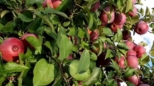 Apple Land Apple Farm