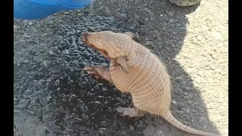 little armadillo cooling off