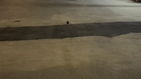 Tiny Chihuahua Goes Full Speed