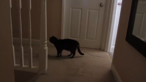 My deaf cat doesn't realise how loud she is