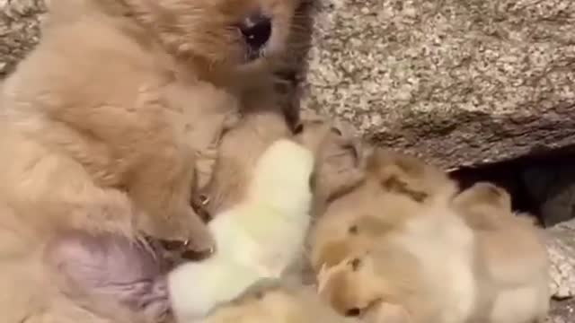 Beautiful dog playing with chick