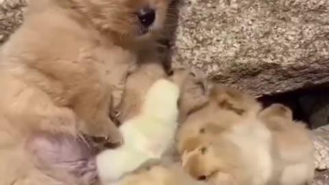 Beautiful dog playing with chick