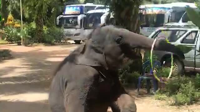 Smart elephant