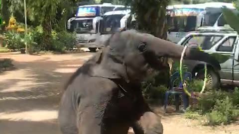 Smart elephant