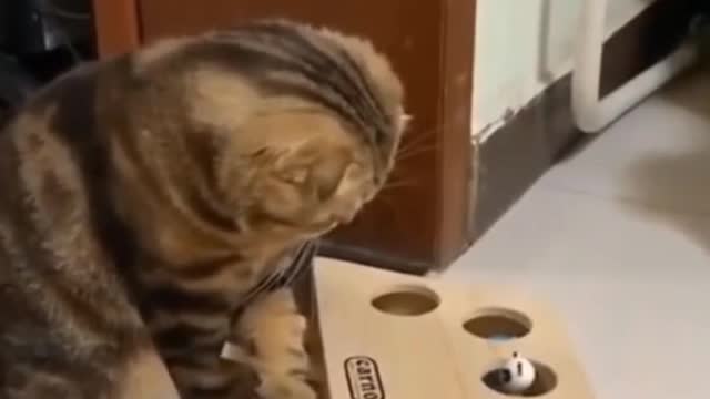 Cute and Funny Cat Videos to Keep You Smiling! 🐱