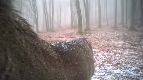 Branco di lupi, Appennino Centrale