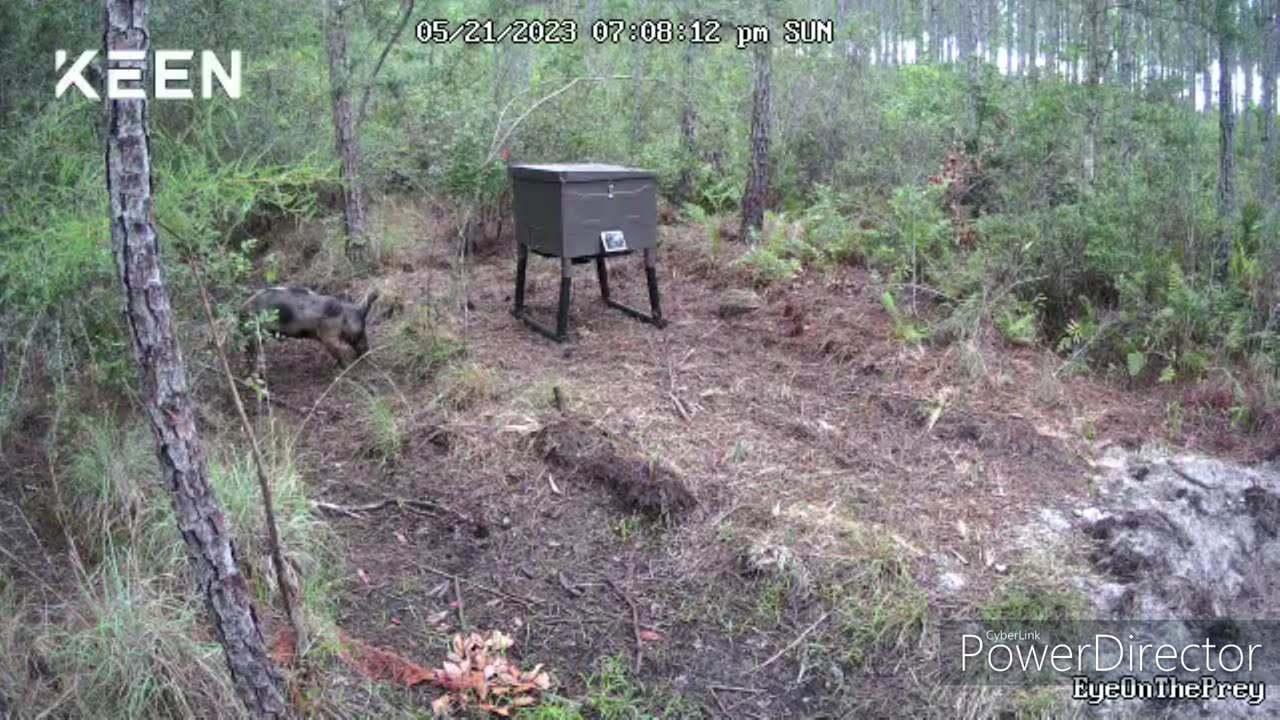 Young Boar on Feeder