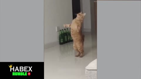 cat dance