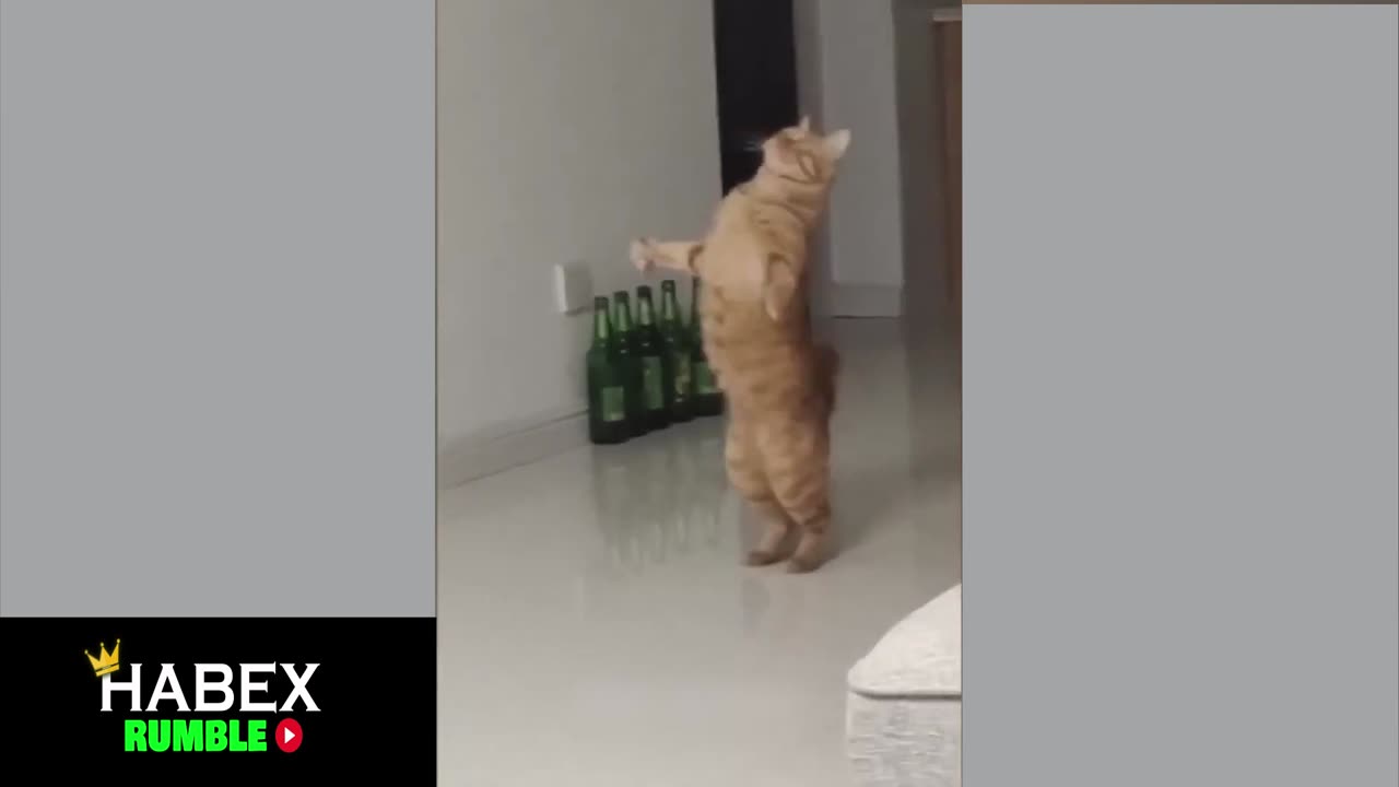 cat dance