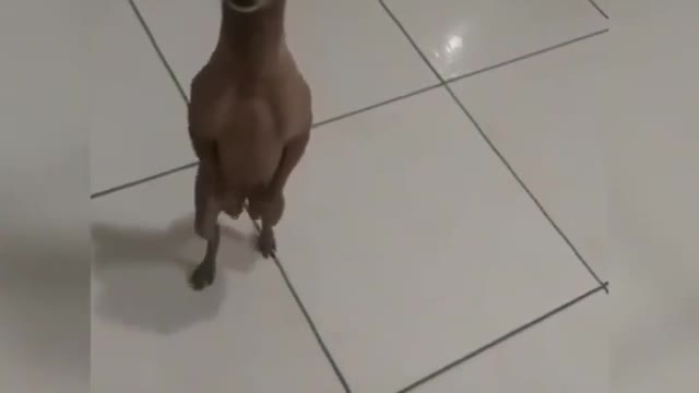 Funny Dog Dancing Videos