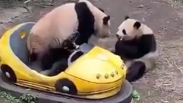 Oh those Pandas 1.