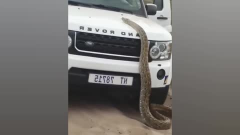 Snake attack land rover